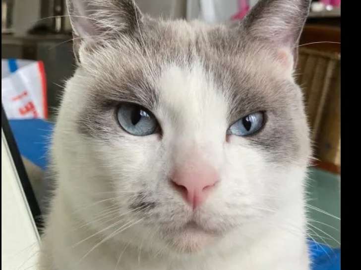 En quête d’un foyer, chat gris et blanc