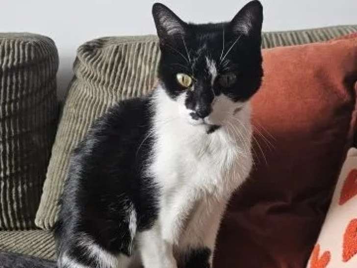 À la recherche d’un foyer, chatte noire et blanche