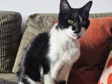 À la recherche d’un foyer, chatte noire et blanche