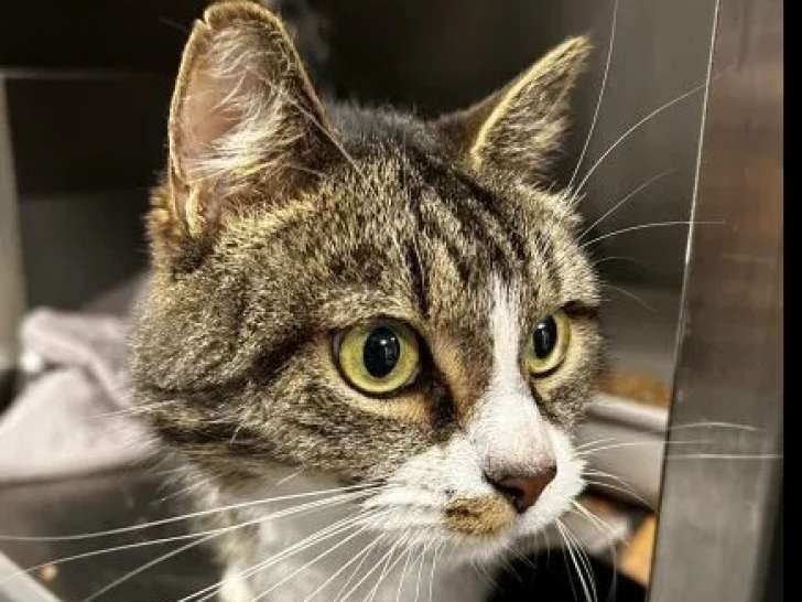 Disponible à l'adoption : chat tigré blanc