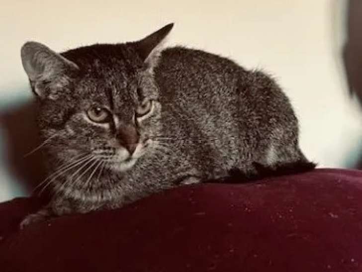 En attente d'adoption : chatte tigrée