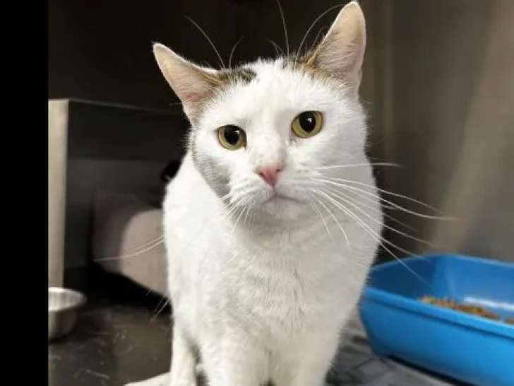 Prête pour l'adoption : chatte tigrée blanche