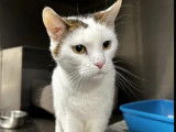 Prête pour l'adoption : chatte tigrée blanche