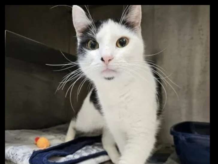En attente d'un foyer : chat noir et blanc