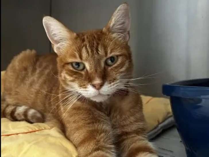 À accueillir : chat de couleur rousse