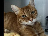 À accueillir : chat de couleur rousse