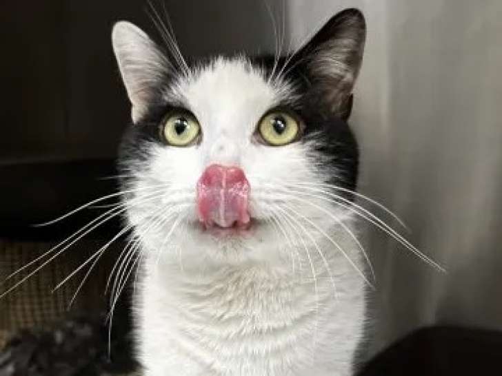 En quête d'une famille : chat âgé de 6 ans