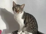 Adoption disponible : chat gris et blanc