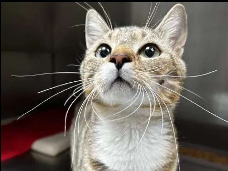 À la recherche d’une famille : chat au pelage tigré blanc