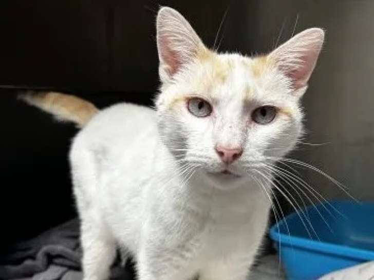 Chat roux et blanc disponible à l'adoption