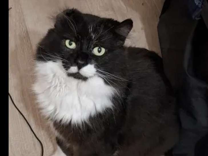 Chat noir avec marque blanche en attente d'adoption