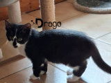 Drago, chaton à adopter en association
