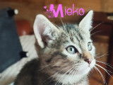 Mieko, chatonne à adopter en association