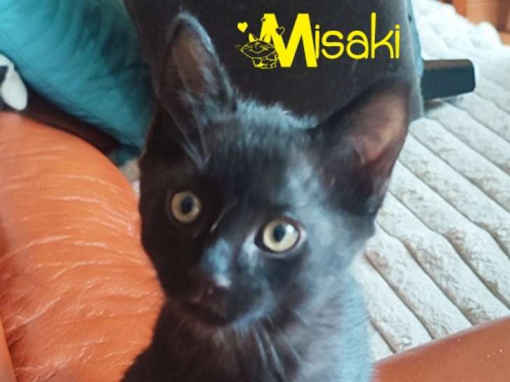 Misaki, chaton à adopter en association