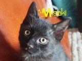 Misaki, chaton à adopter en association