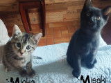 Misaki, chaton à adopter en association