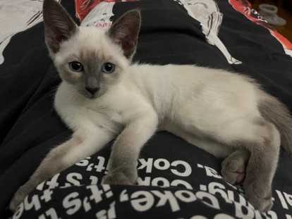 Chaton Siamois blue point à vendre