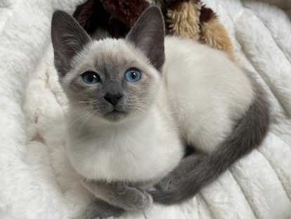 Chaton Siamois blue point à vendre