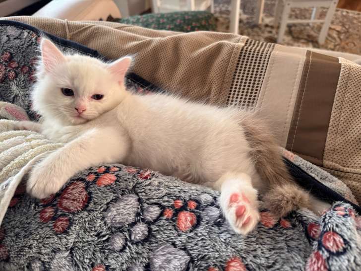 Chaton Ragdoll Mâle LOOF disponible le 20 décembre