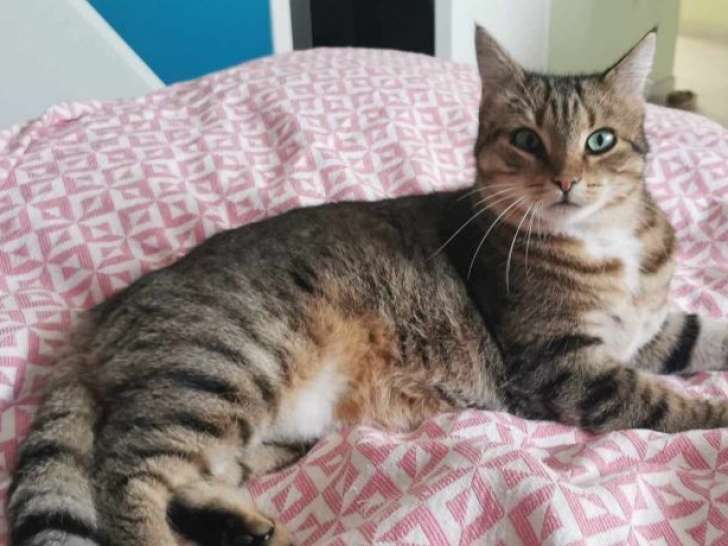 Tagada, adorable minette à adopter en association