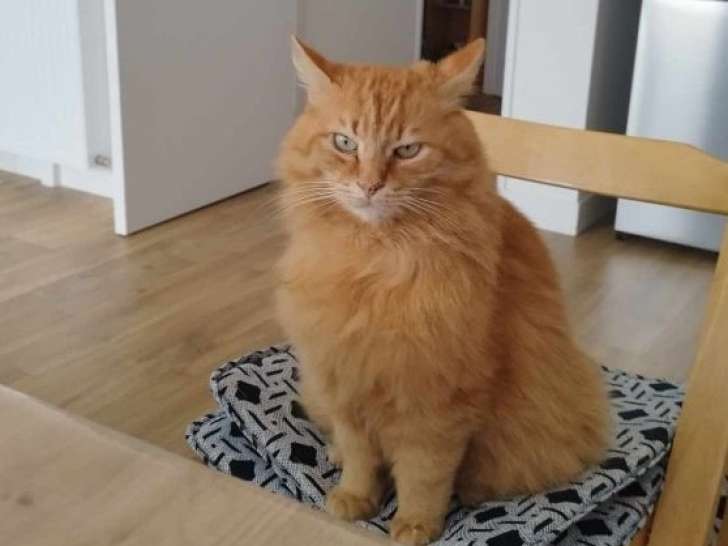 Pavarotti, magnifique chat roux à adopter en association