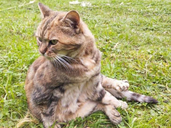 Minette dite Mimi, chatte à adopter en association