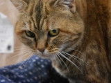 Minette dite Mimi, chatte à adopter en association