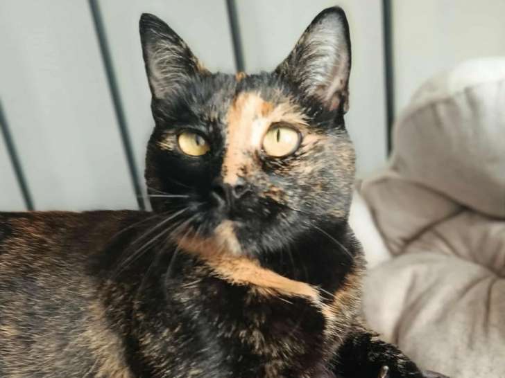 Wallie, douce chatte écaille de tortue à adopter en association