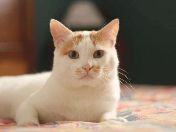 Funky, adorable chat blanc et roux à adopter en association