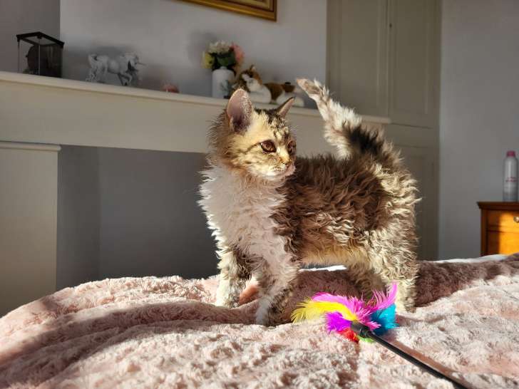 Ambre , femelle homozygote, chocolat mackerel tabby et blanc. Groupe B