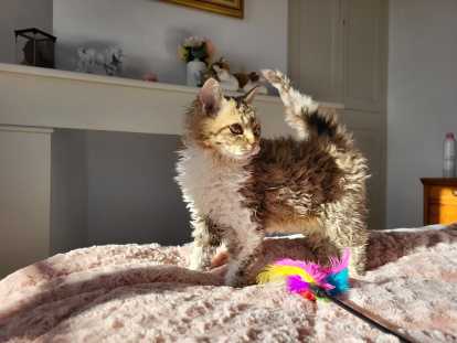 Ambre , femelle homozygote, chocolat mackerel tabby et blanc. Groupe B