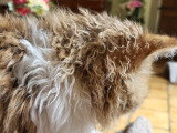 Magnifique chatonne  Selkirk Rex LOOF à vendre