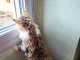 Magnifique chatonne  Selkirk Rex LOOF à vendre