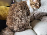 Magnifique chatonne  Selkirk Rex LOOF à vendre