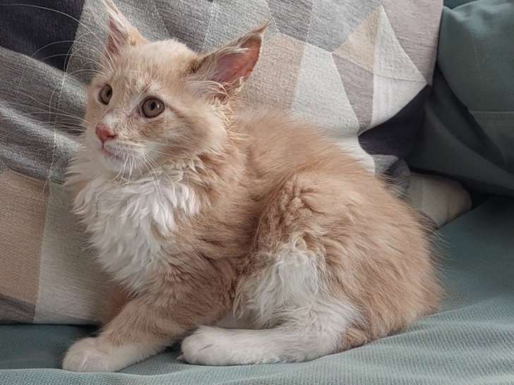Chatonne Maine Coon LOOF à vendre