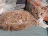 Chatonne Maine Coon LOOF à vendre