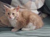 Chatonne Maine Coon LOOF à vendre