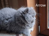 3 chatons British Longhair et Shorthair bleus à vendre
