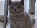 3 chatons British Longhair et Shorthair bleus à vendre