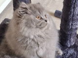 3 chatons British Longhair et Shorthair  bleus à vendre