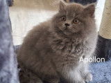 3 chatons British Longhair et Shorthair  bleus à vendre