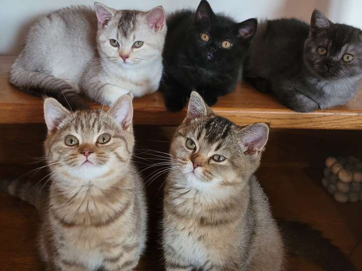 Chatons British Shorthair à vendre