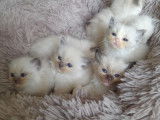Chatons Ragdoll disponibles