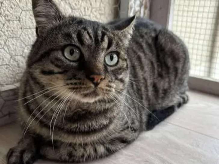 À adopter : chat âgé de 4 ans