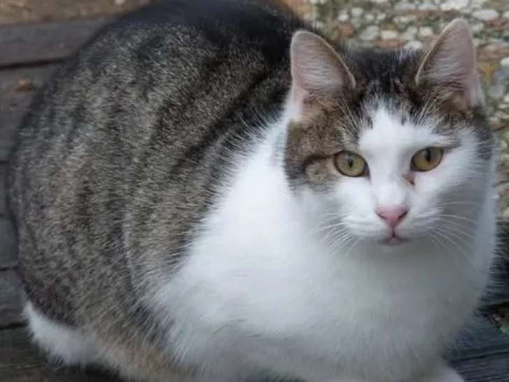 Disponible à l'adoption : chat au pelage tigré blanc