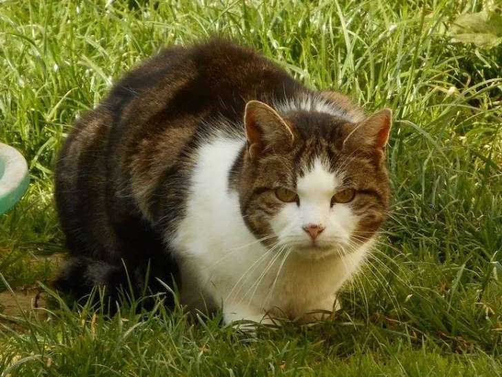 En attente d'adoption chatte tigrée blanche