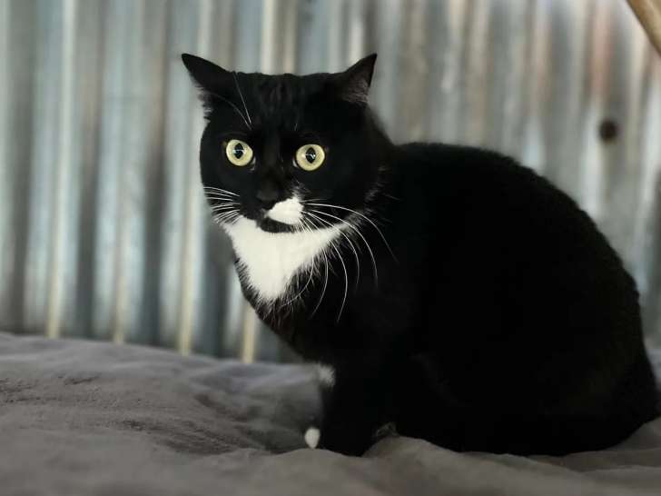 Prête pour l’adoption : chatte de 6 ans