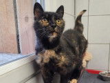 À accueillir : chatte de 16 ans