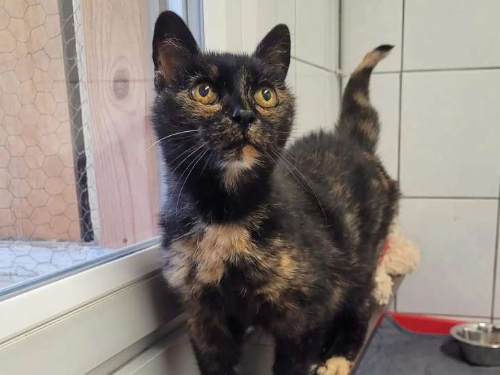 À accueillir : chatte de 16 ans