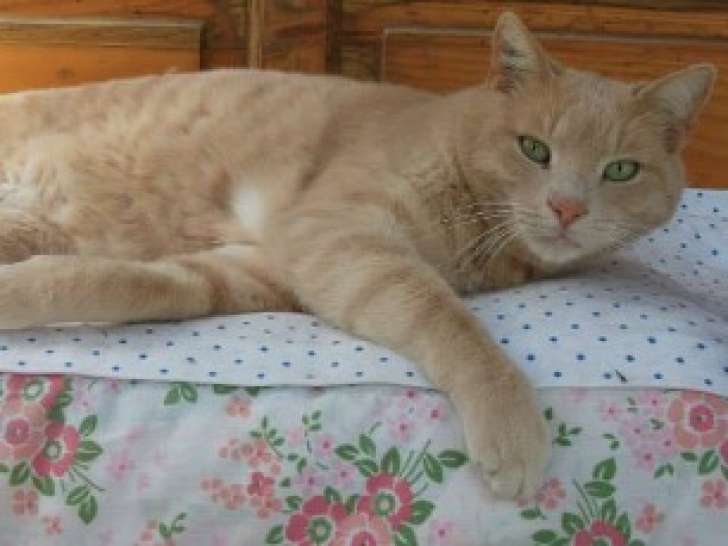 Adoption disponible : chat au pelage crème